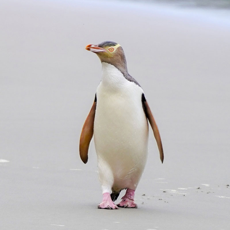 penguin closeup