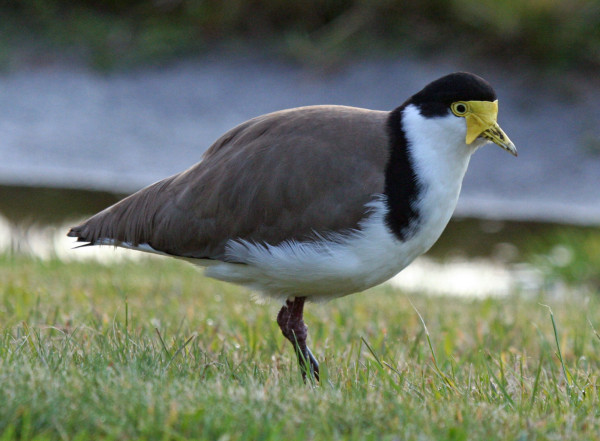 Spur-Winged Plover / Masked Lapwing