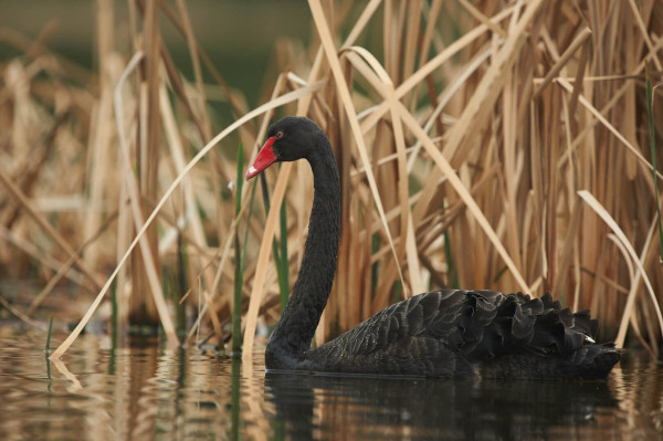 Black Swan / Kakianau