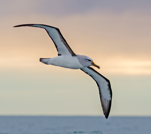 Buller's Albatross | Toroa