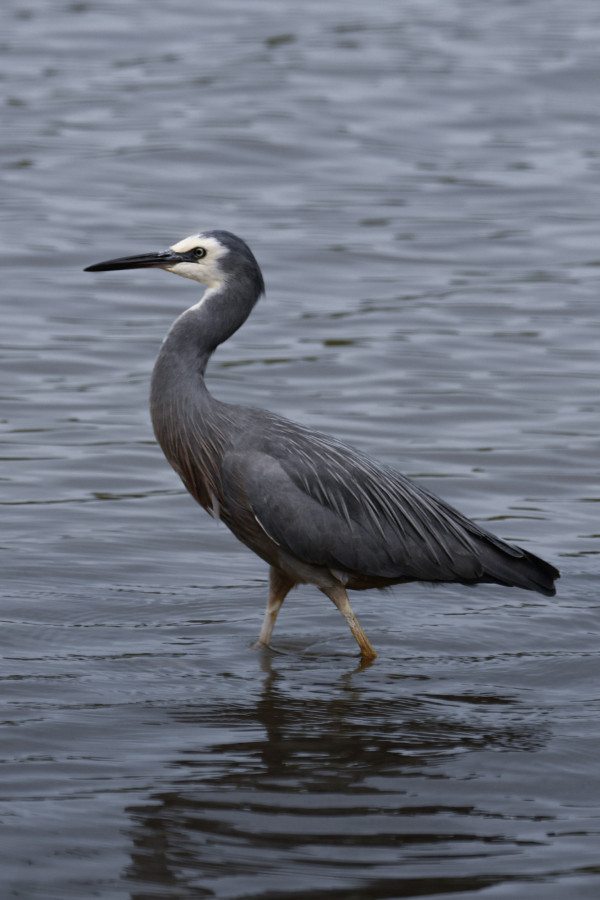 White-faced Heron | Matuku moana