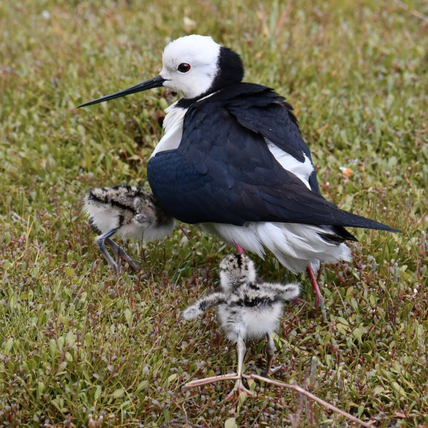 Pied Stilt / Poaka