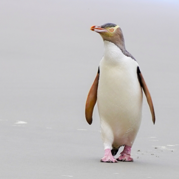 Yellow Eyed Penguin / Hoiho