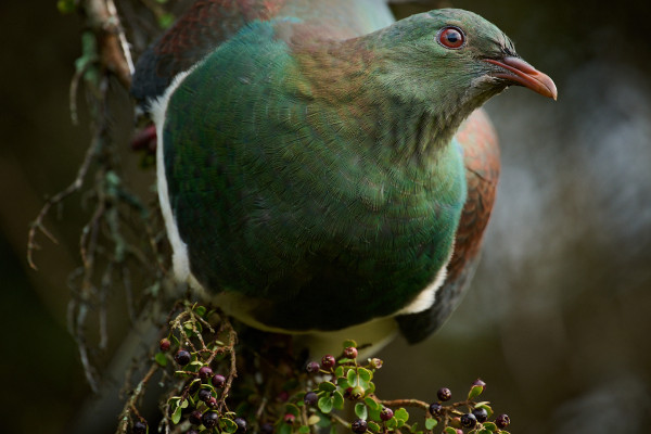 New Zealand Pigeon / Kereru