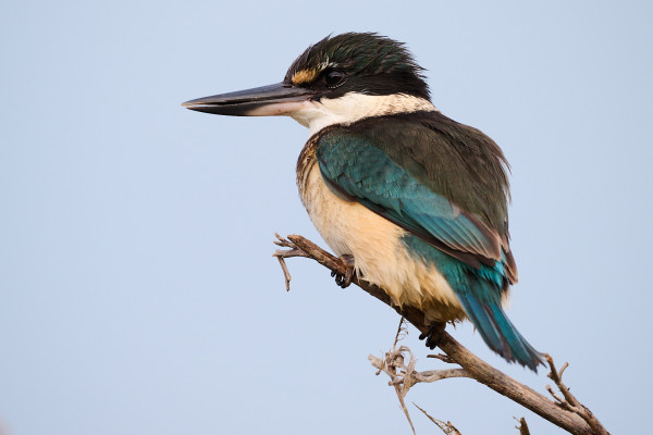 New Zealand Kingfisher / Kotare