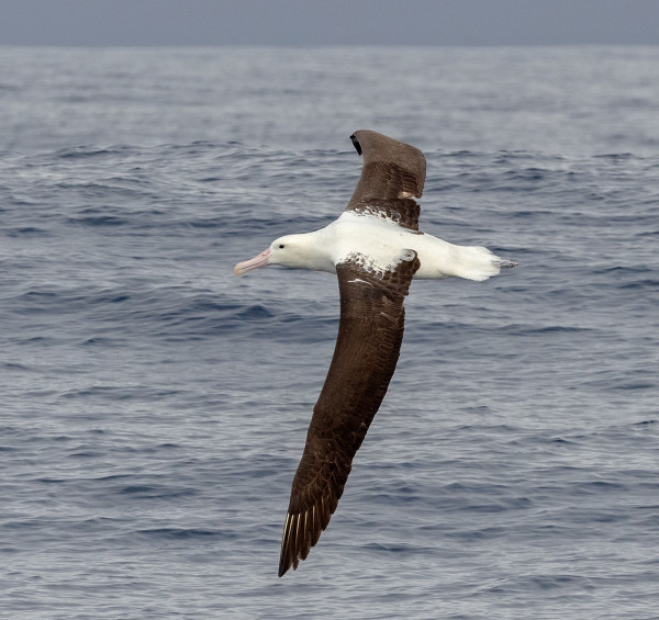 Northern Royal albatross | Toroa