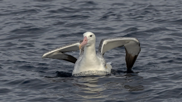 Southern Royal Albatross | Toroa
