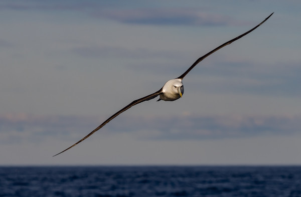 White-capped Albatross | Toroa