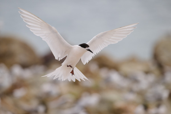 White Fronted Tern / Tara