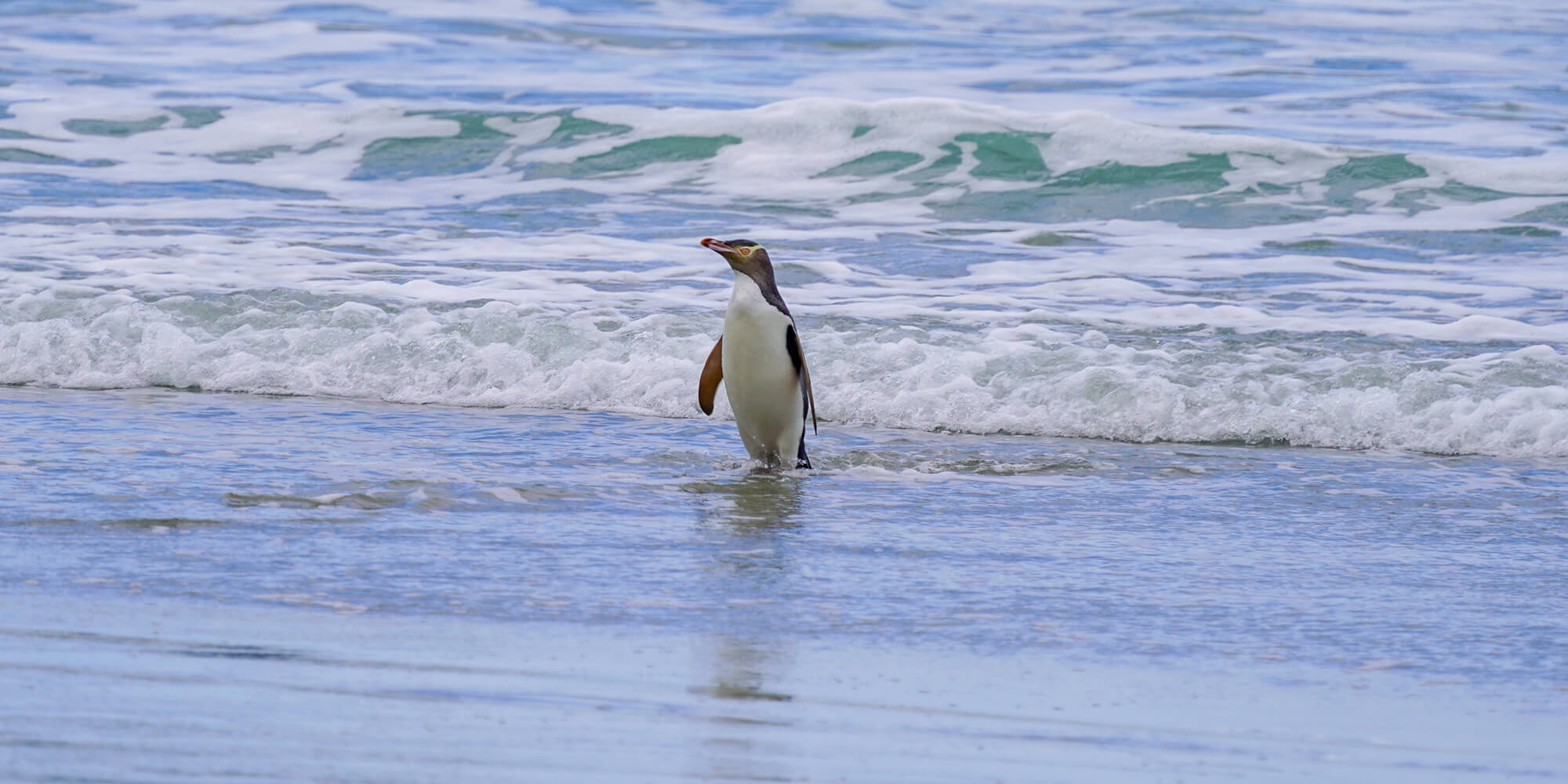 penguin walking out of water