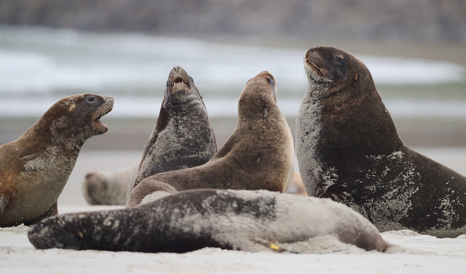 NZ sea lions