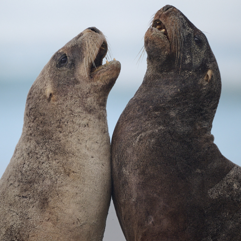 NZ sea lions