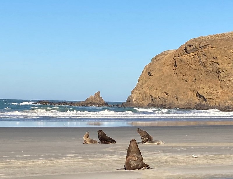 NZ sea lions with a rainbow