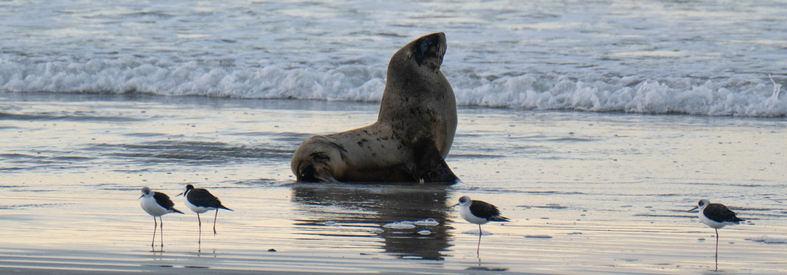 A sea lion rests on the shoreline