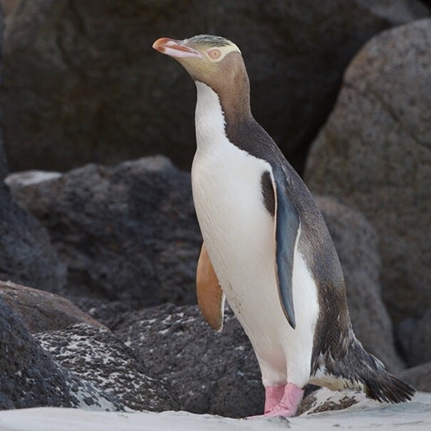Yellow eyed penguin