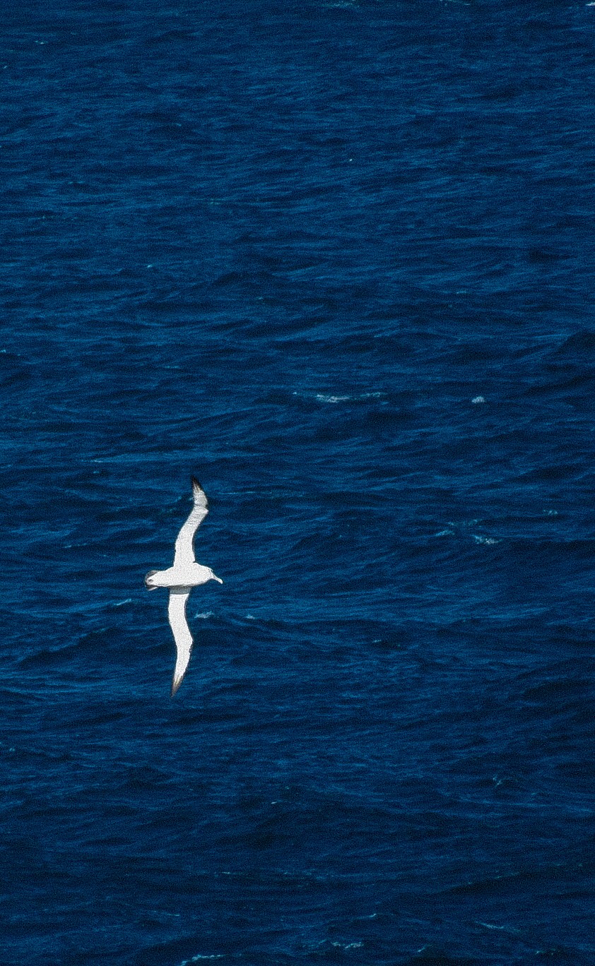 An albatross in full flight