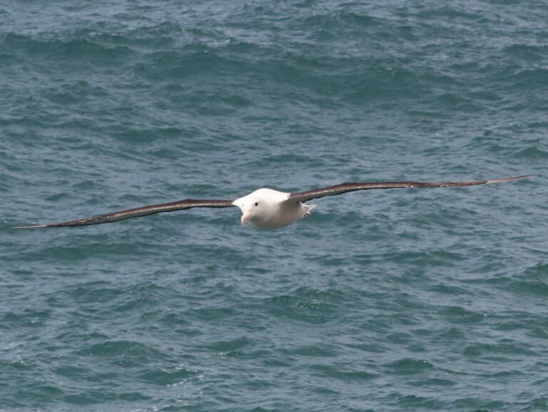 Northern Royal Albatross