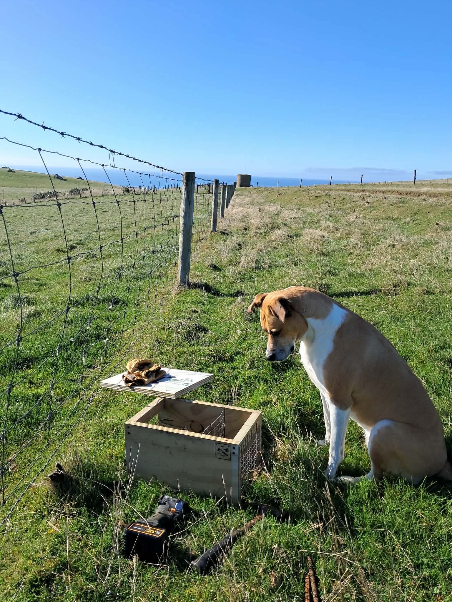 Pest trapping by CWT