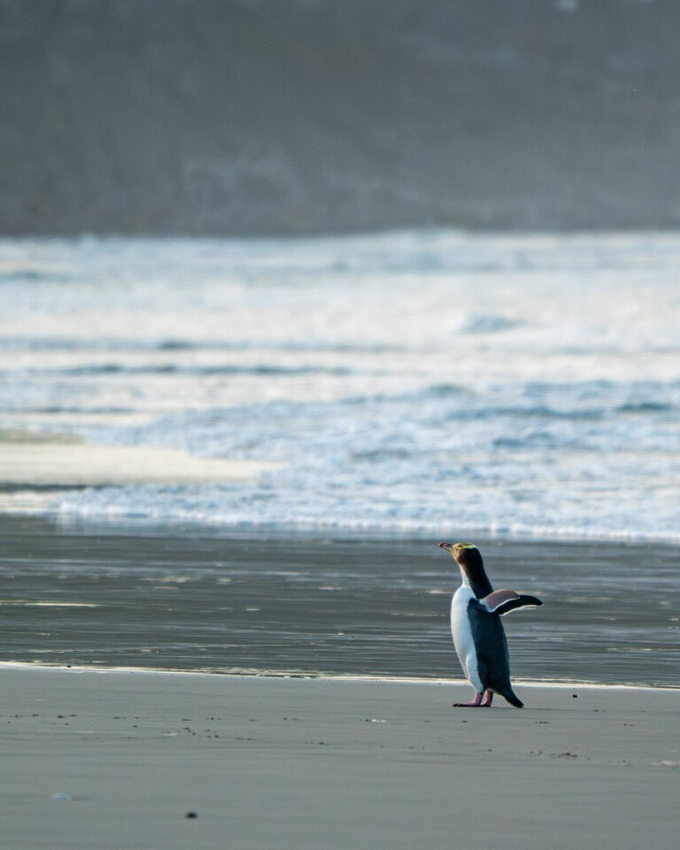 Yellow-eyed penguin arrives from the sea