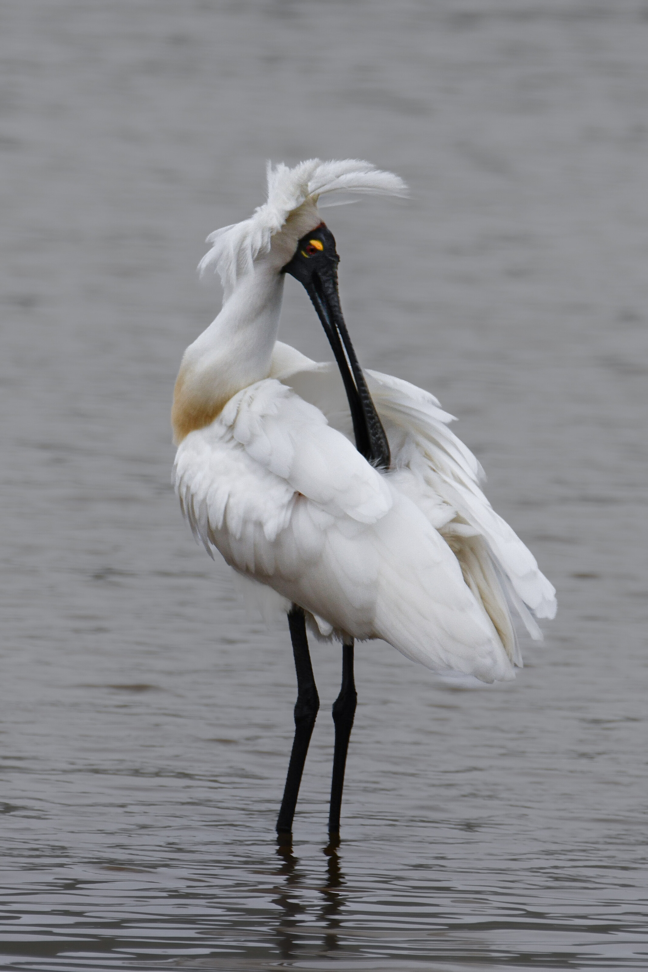 Royal spoonbill on the Otago Peninsula