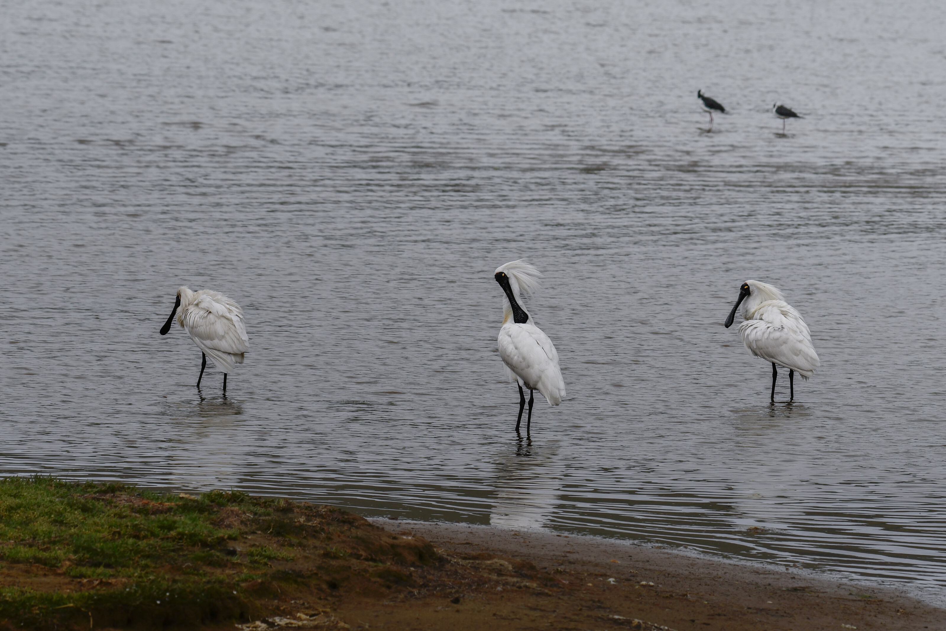 Royal spoonbills gather in a lagoon