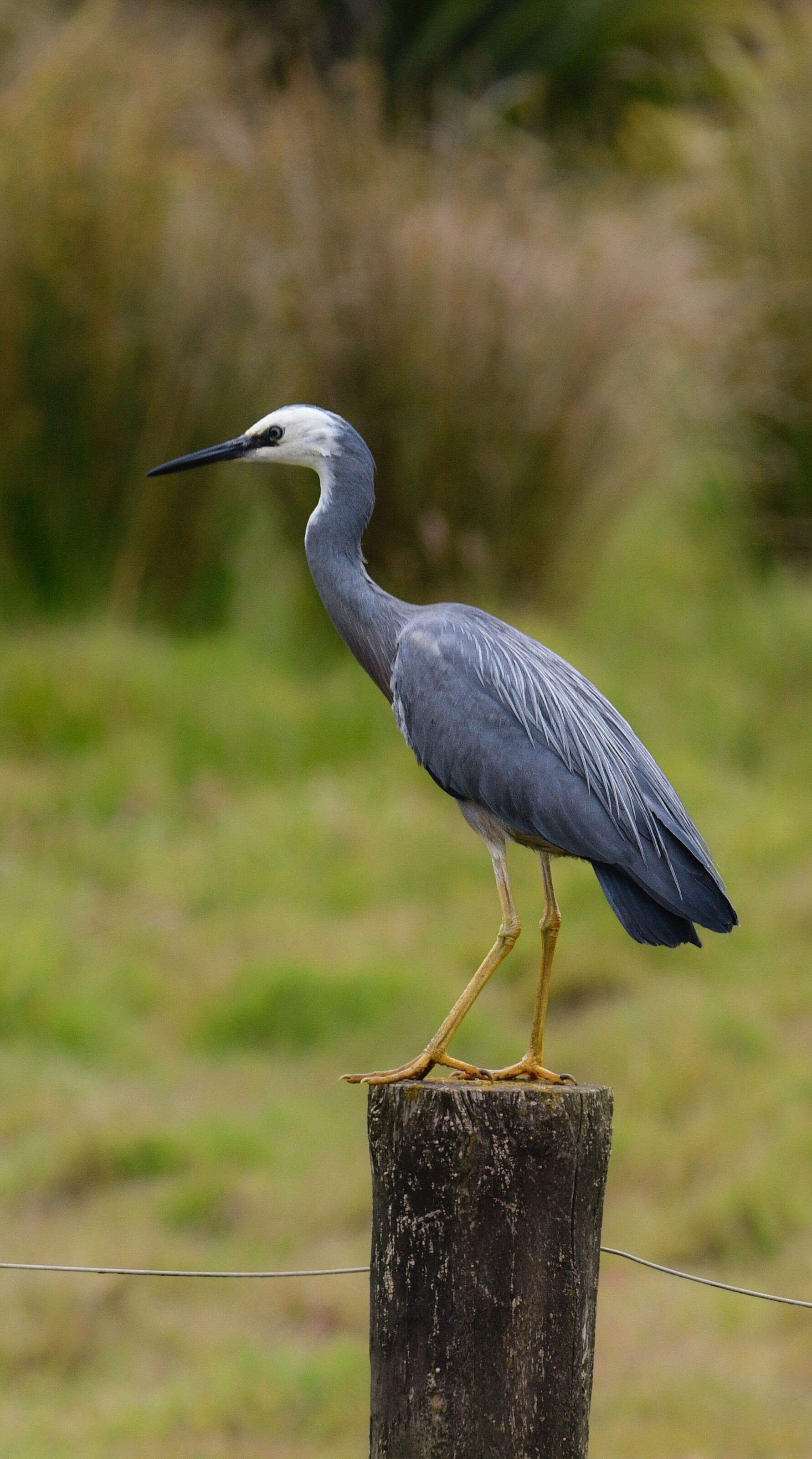 White faced heron