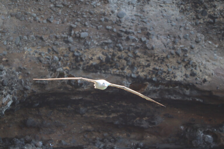 Royal albatross above coastline