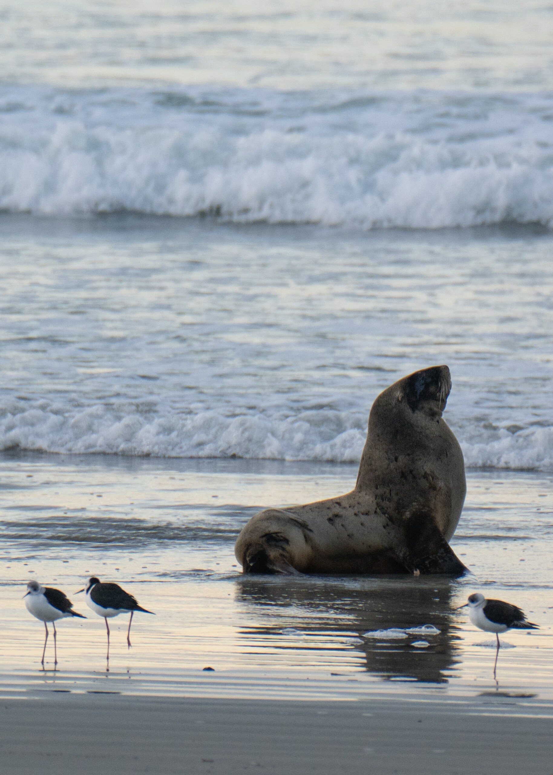 Otago Peninsula beach wildlife