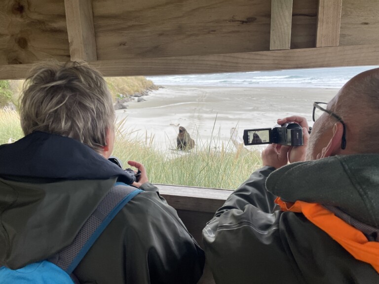 Otago beach sea lion
