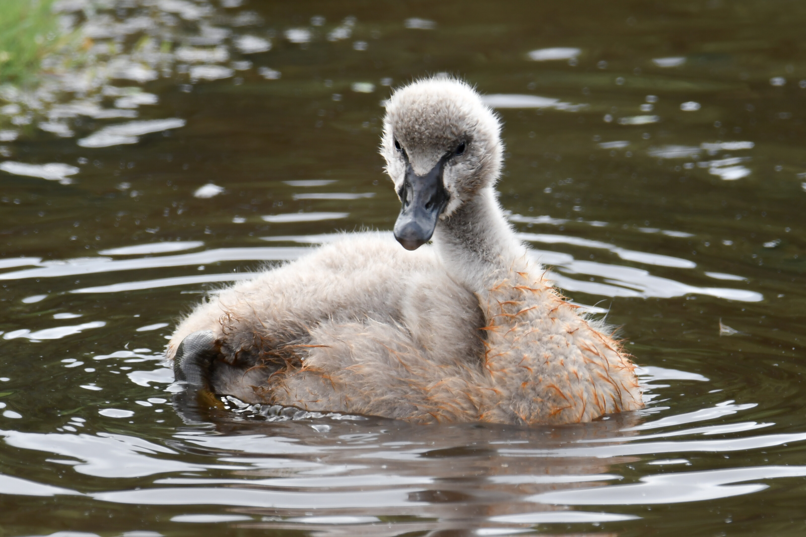 Signet Otago Peninsula