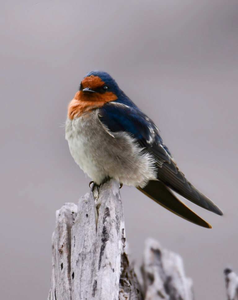 A welcome swallow sits on a fencepost