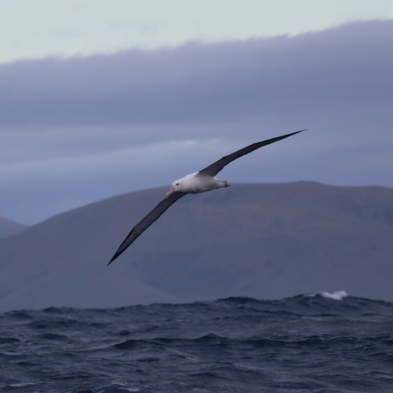 Albatross in flight