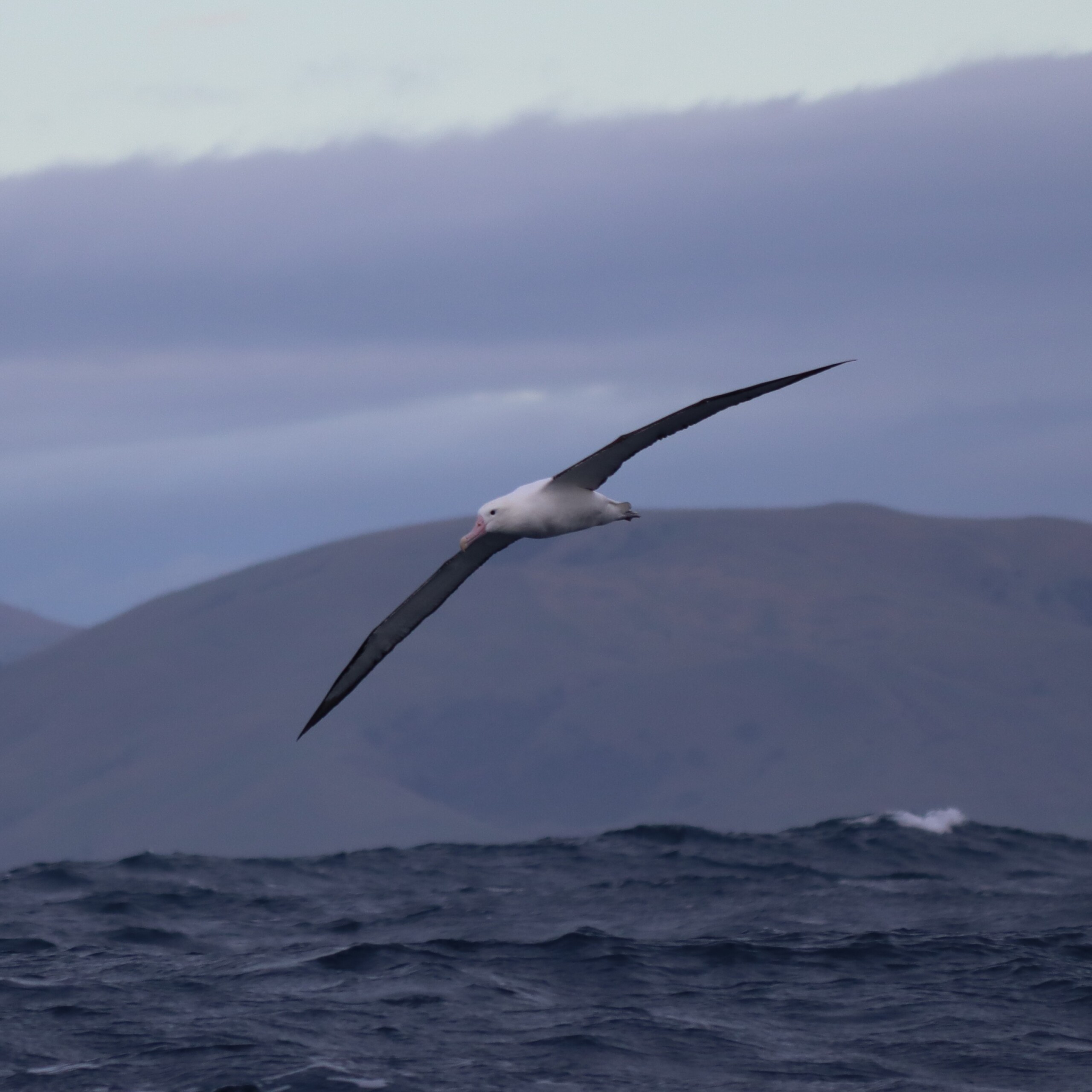 Albatross in flight