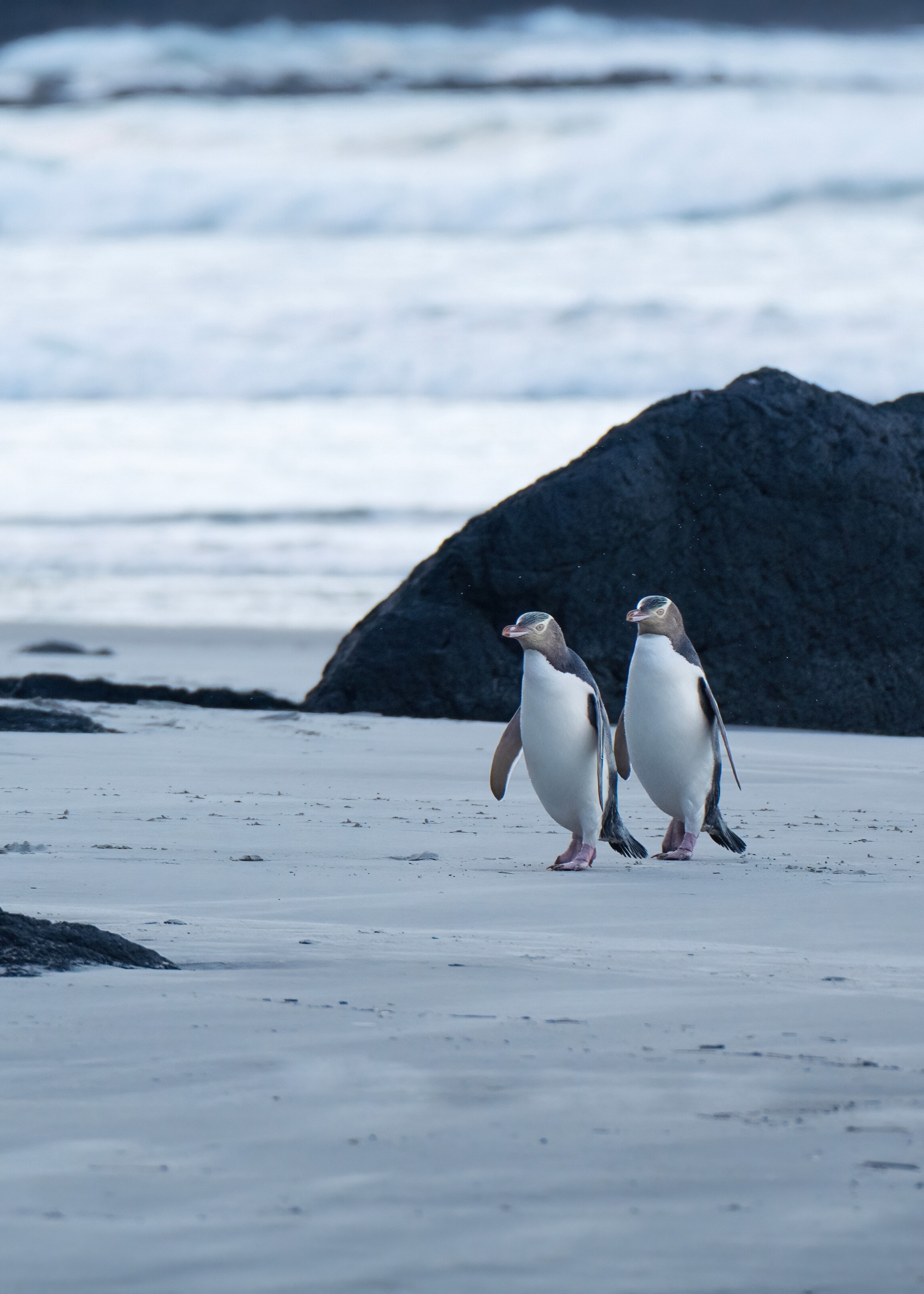 Yellow eyed penguins on a beach in Otago NZ