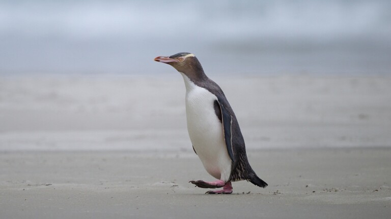 Yellow-eyed penguin on beach