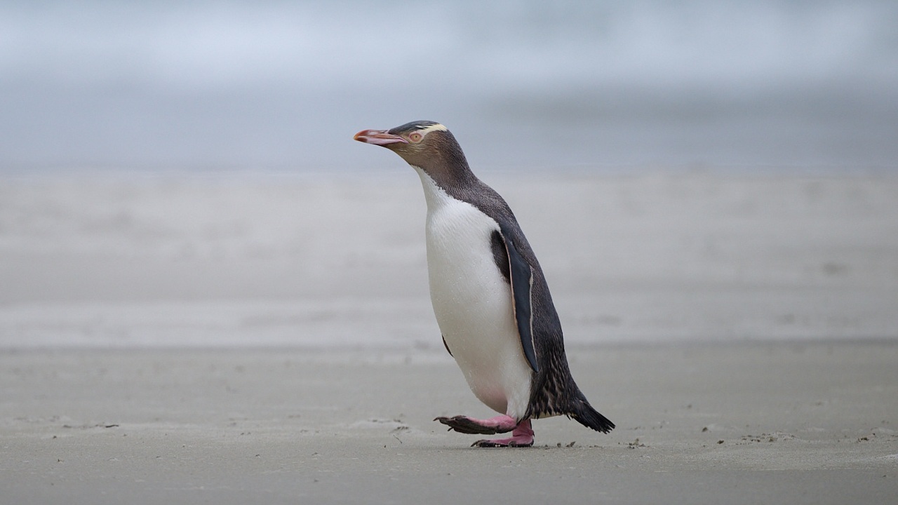 Yellow-eyed penguin on beach