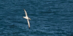 Albatross in flight off the coast of Cape Saunders, on the Otago Peninsula.