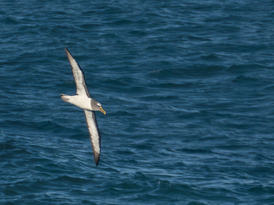 Albatross in flight off the coast of Cape Saunders, on the Otago Peninsula.