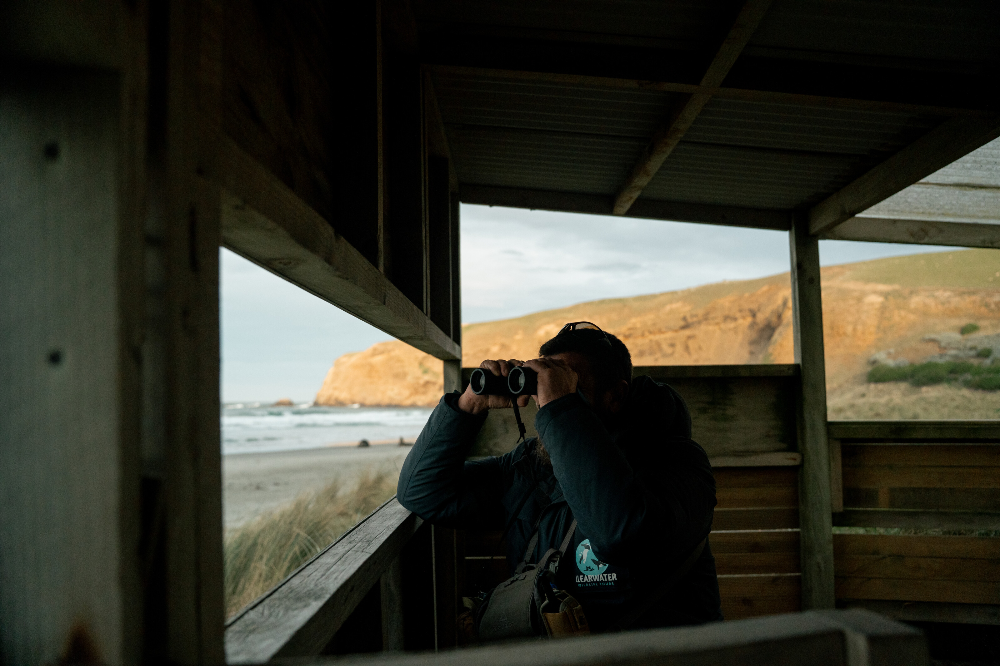 Man watching yellow eyed penguin from viewing hide