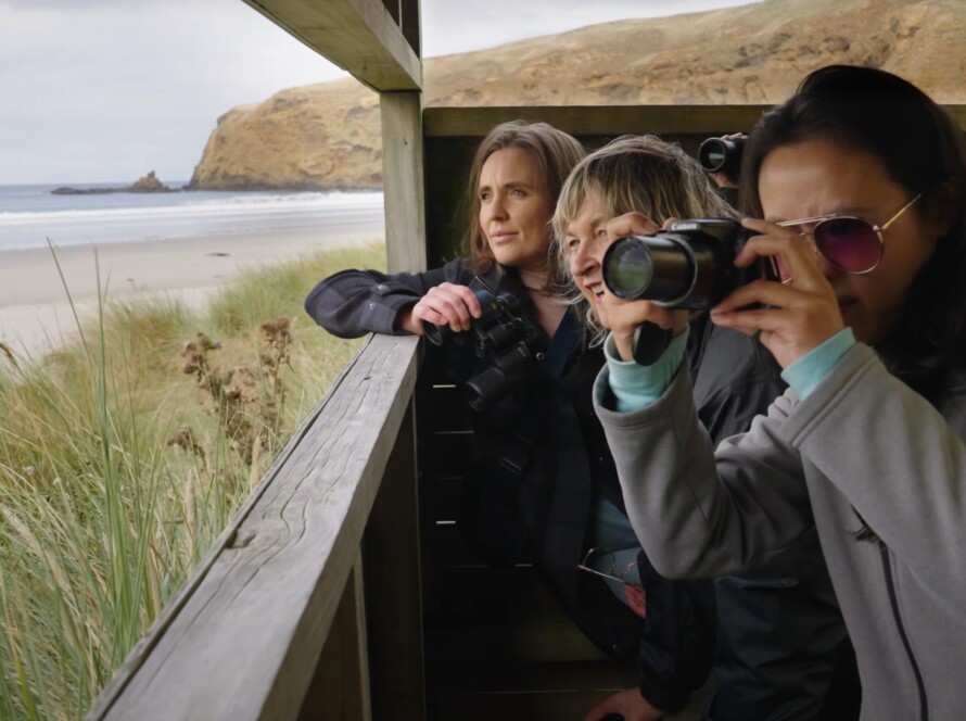 Otago Peninsula wildlife photography