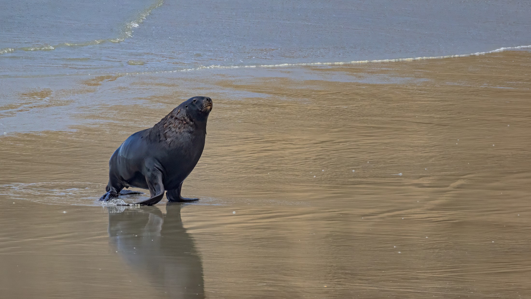 New Zealand sea lion photography