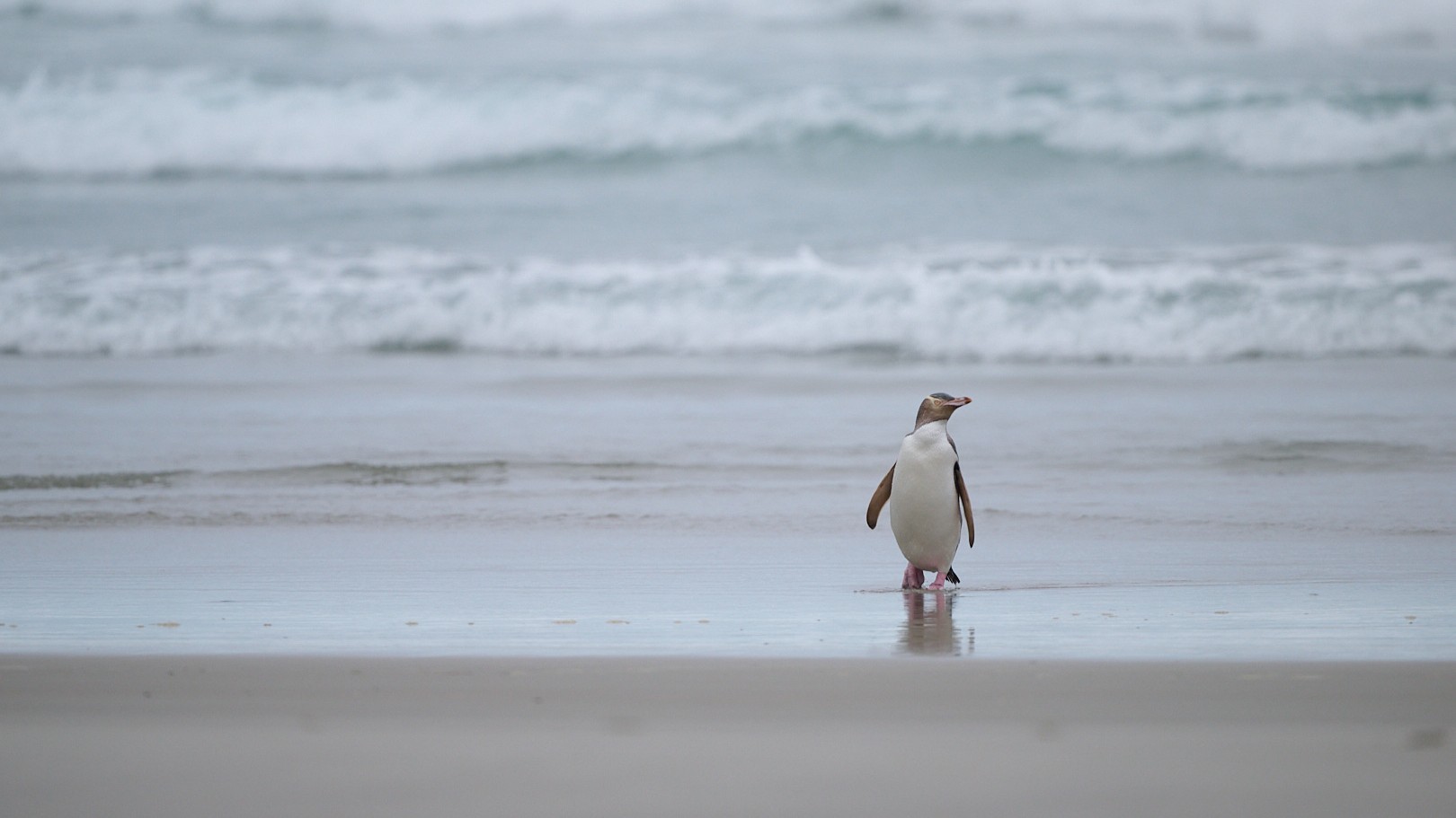Yellow eyed penguin Otago Peninsula photography