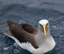 Black backed gull floats on the ocean surface