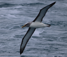 Buller's albatross in flight