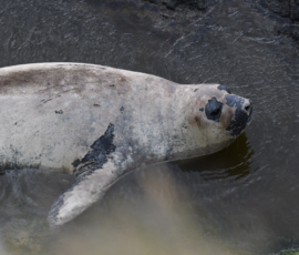 A young elephant seal in moult