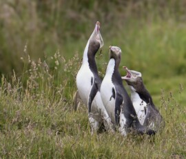 Yellow-eyed penguin