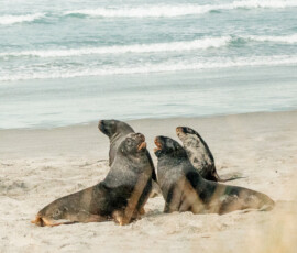 A group of New Zealand sea lions
