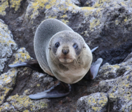 NZ fur seal on rocks