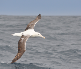 A northern royal albatross in flight