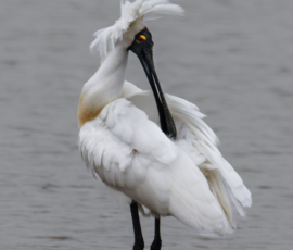 Royal spoonbill wading in water